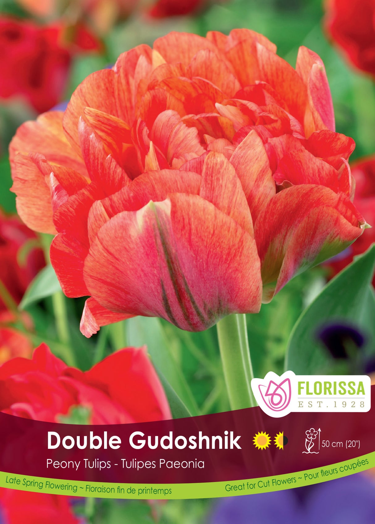 Tulip Double Late - Double Gudoshnik Bulk