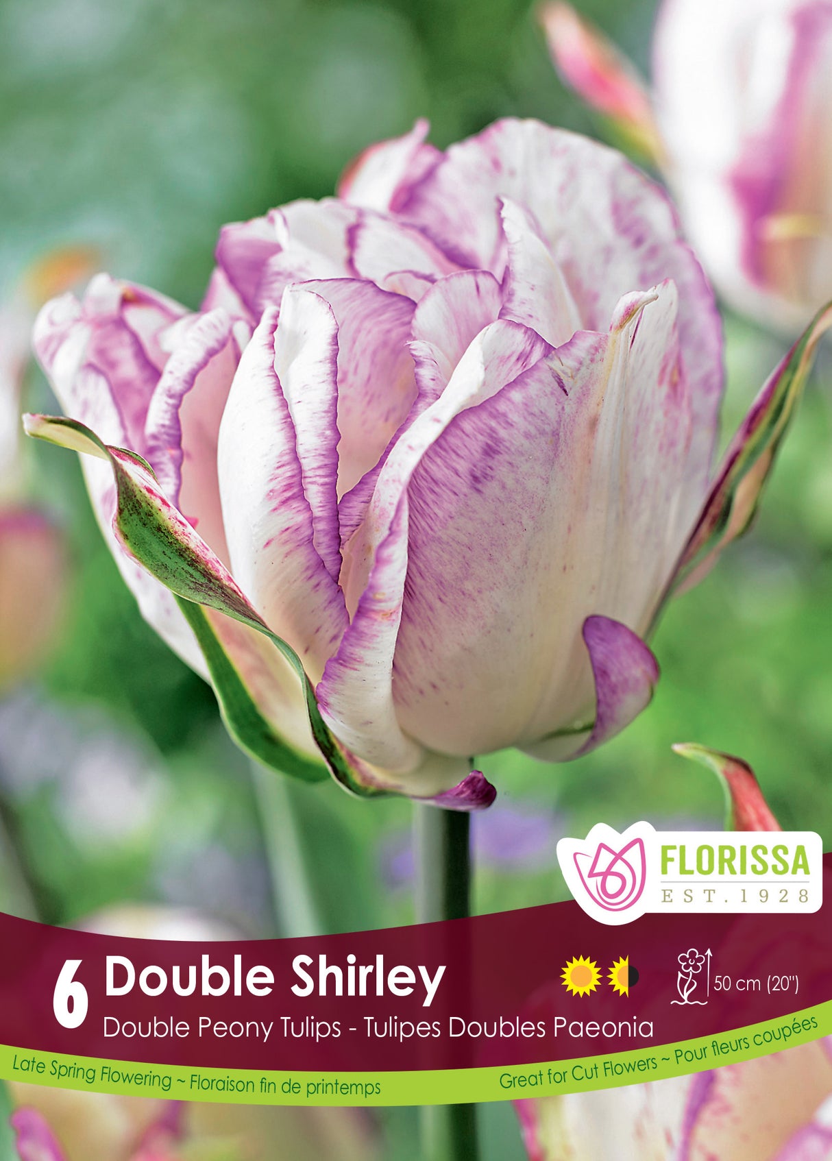 Tulip Double Late - Double Shirley Retail