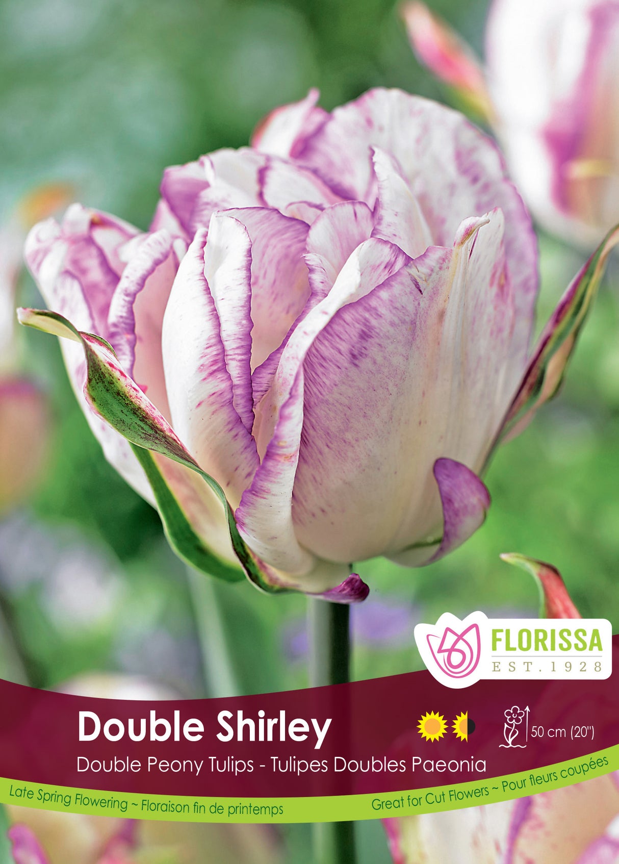 Tulip Double Late - Double Shirley Bulk