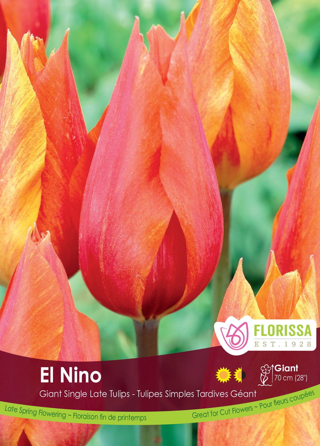 Tulip Single Late - El Nino Bulk