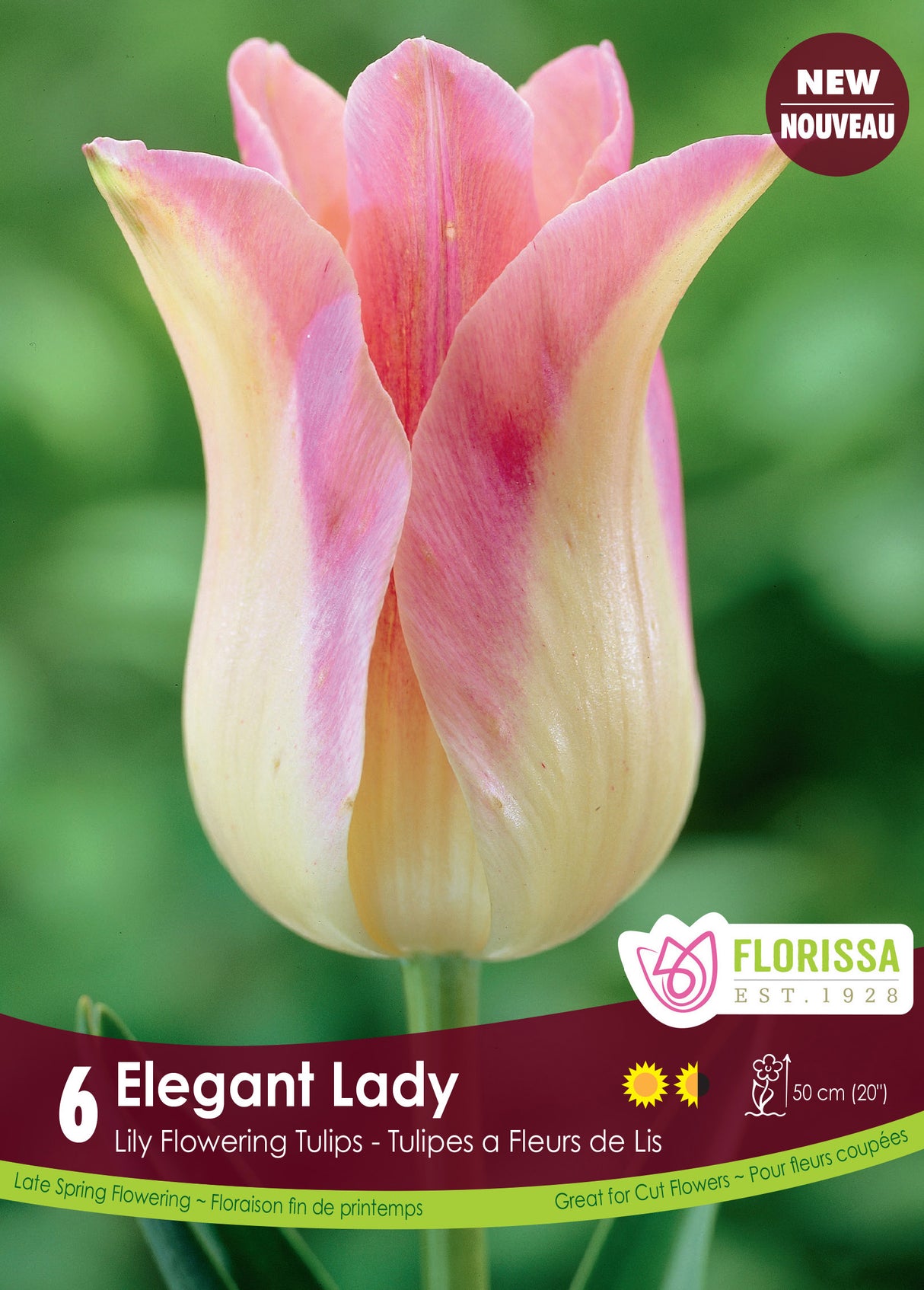 Tulip Lily Flowering - Elegant Lady Retail