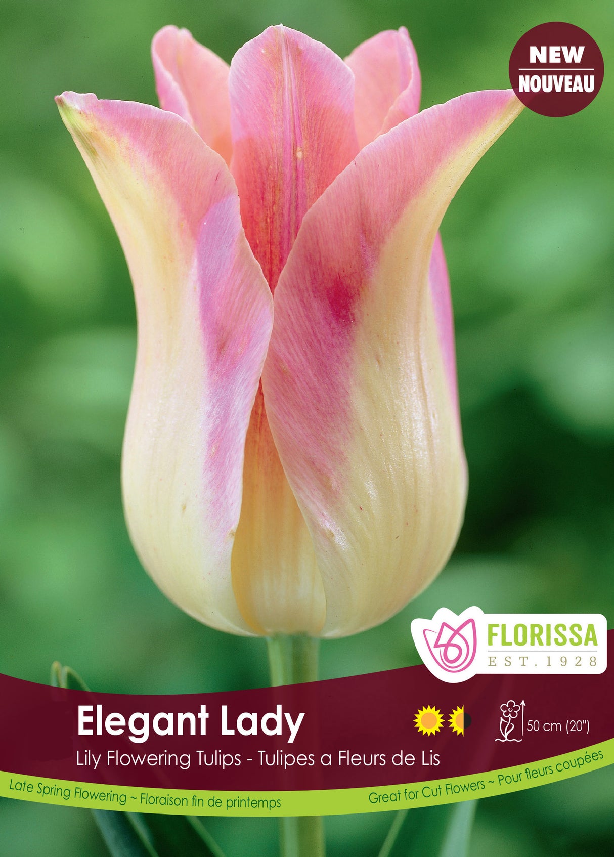 Tulip Lily Flowering - Elegant Lady Bulk