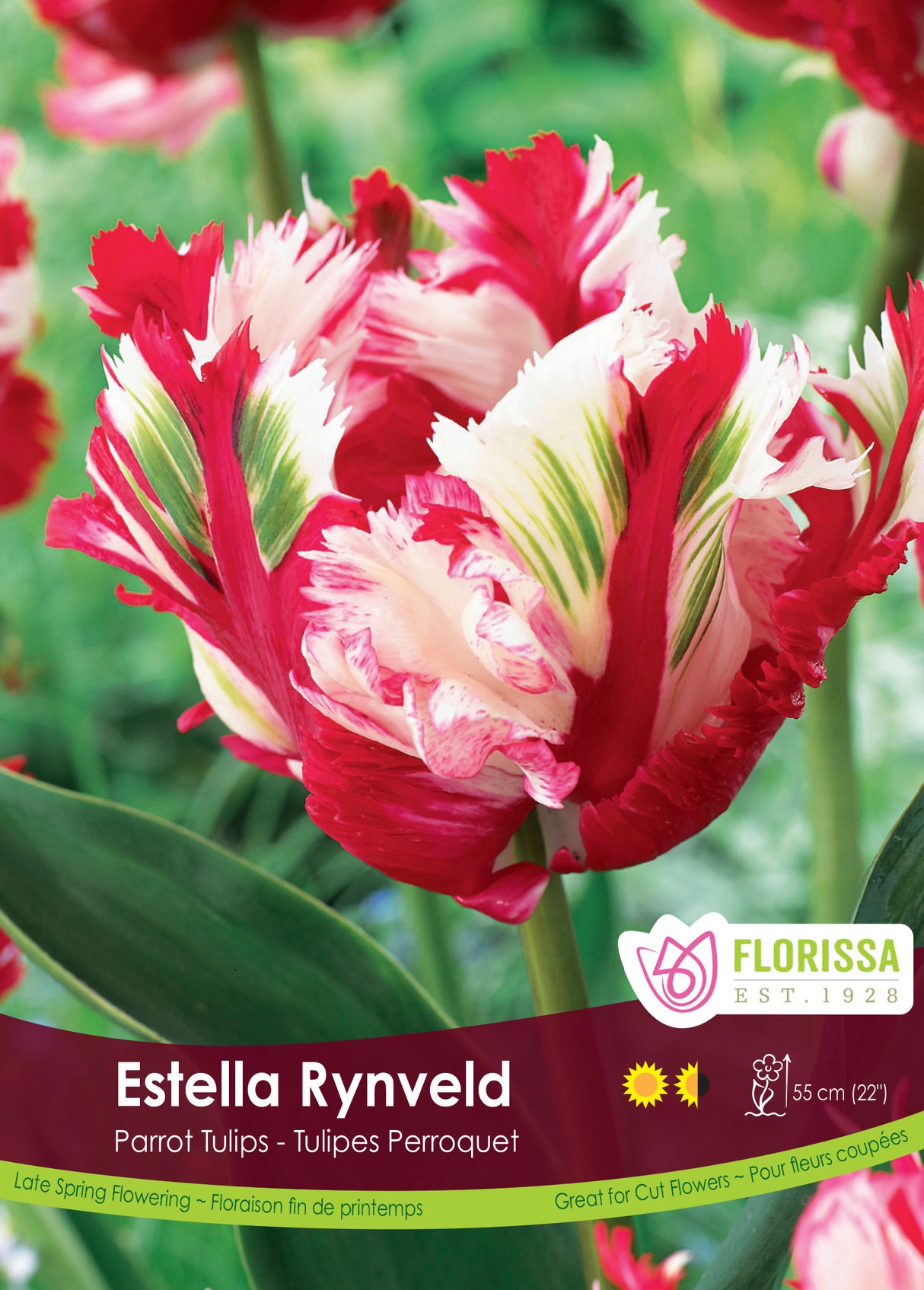 Tulip Parrot - Estella Rynveld Bulk