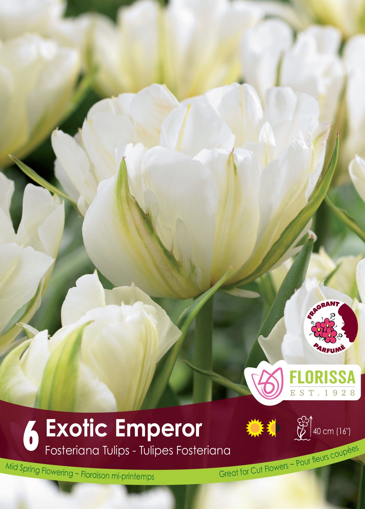 Tulip Fosteriana - Exotic Emperor Retail