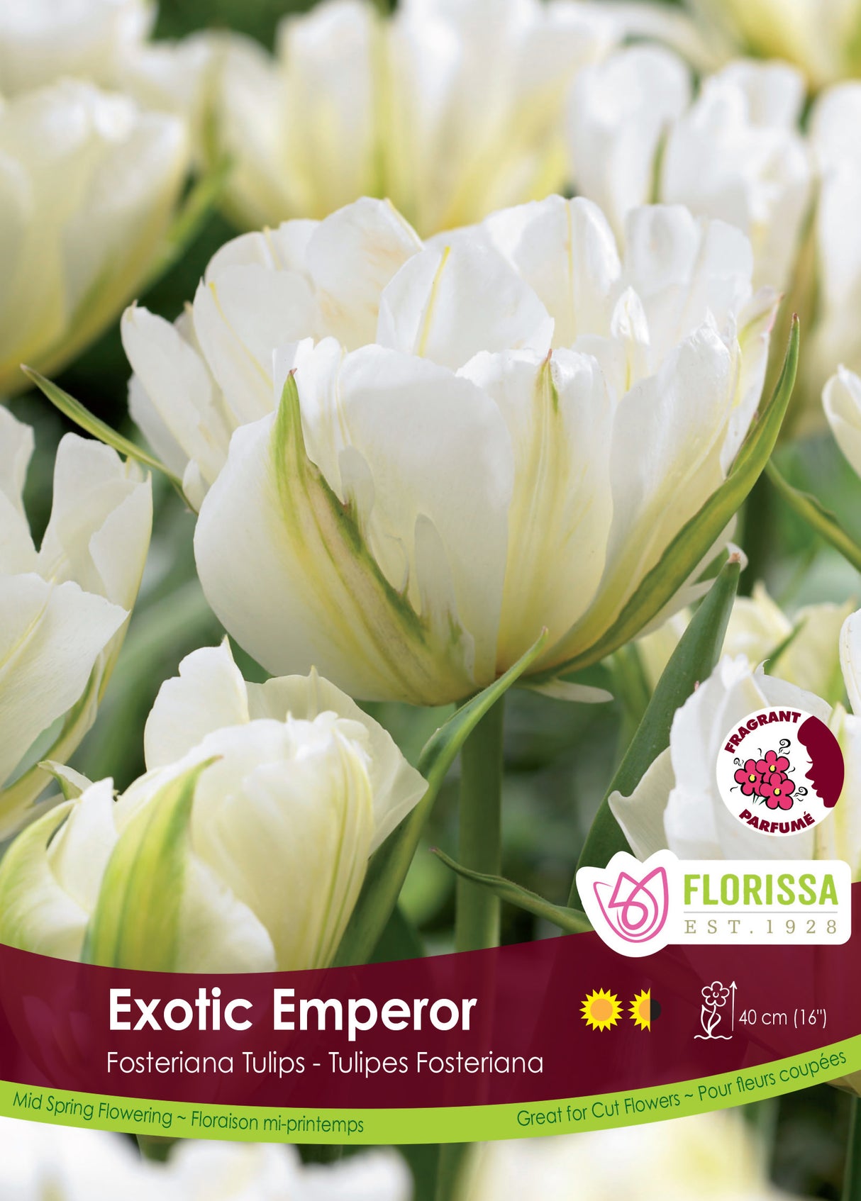 Tulip Fosteriana - Exotic Emperor Bulk