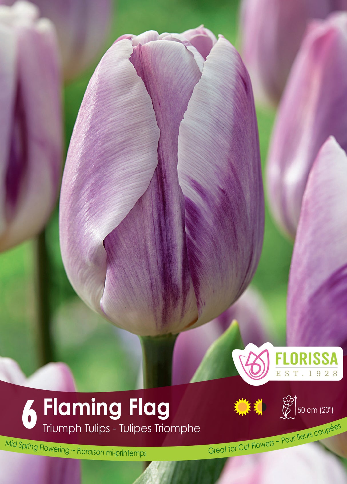 Tulip Triumph - Flaming Flag Retail