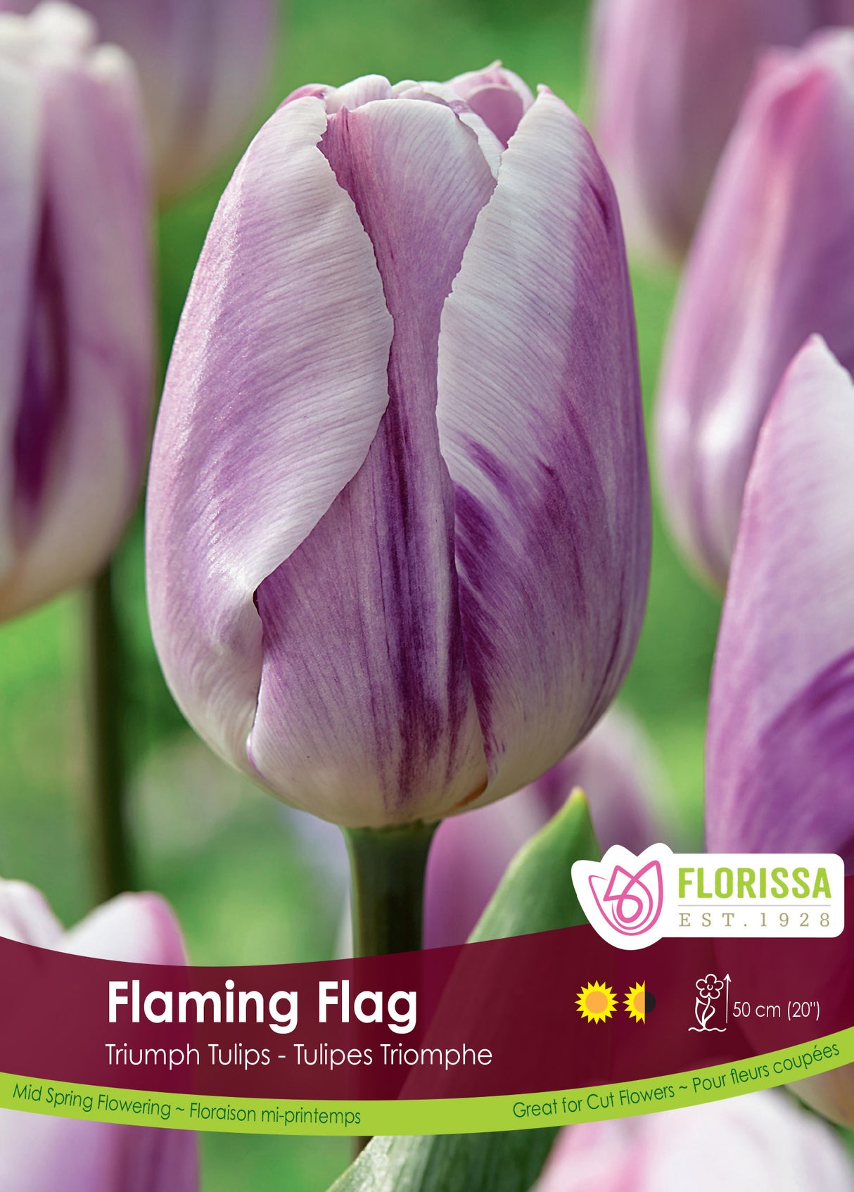 Tulip Triumph - Flaming Flag Bulk