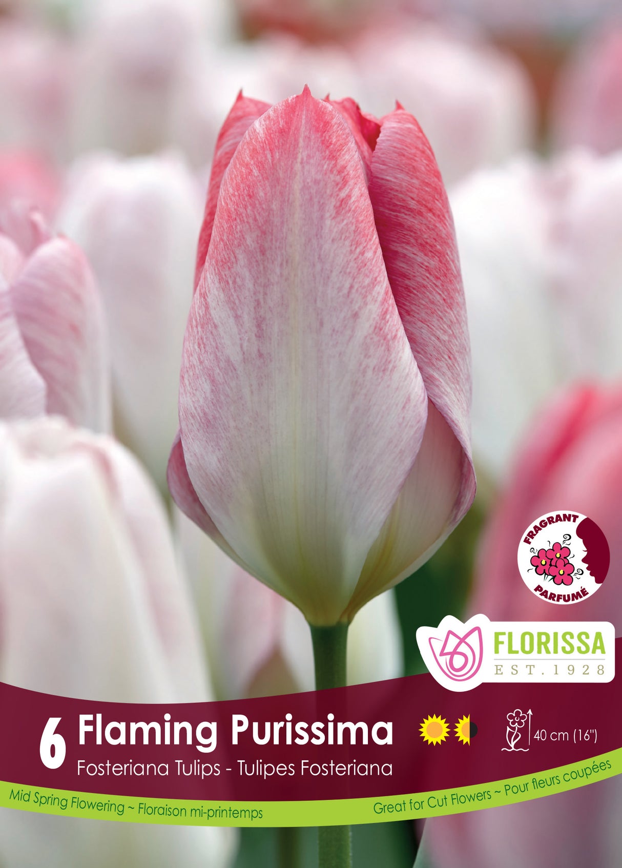 Tulip Fosteriana - Flaming Purissima Retail