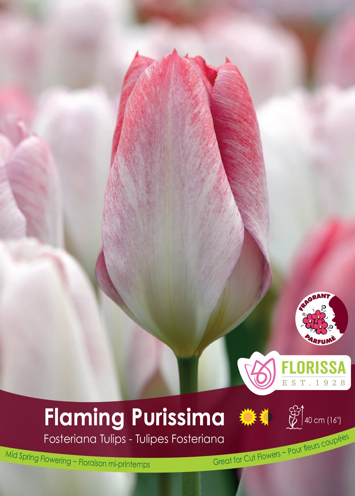 Tulip Fosteriana - Flaming Purissima Bulk