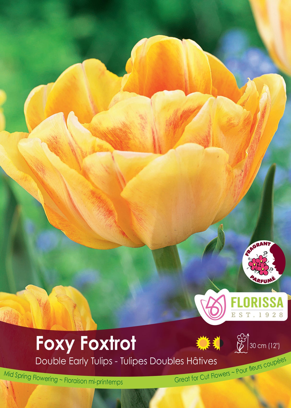 Tulip Double Early - Foxy Foxtrot Bulk