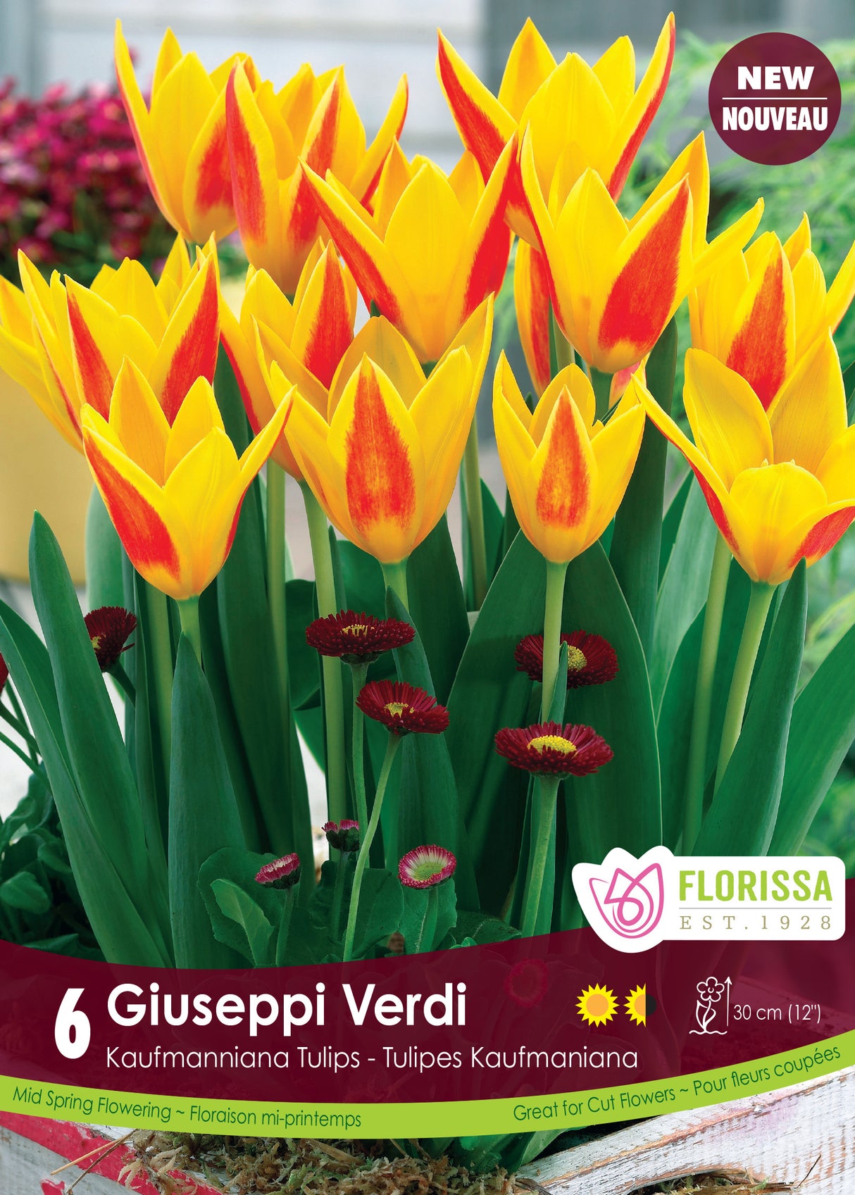 Tulip Kaufmanniana - Giuseppi Verdi Retail