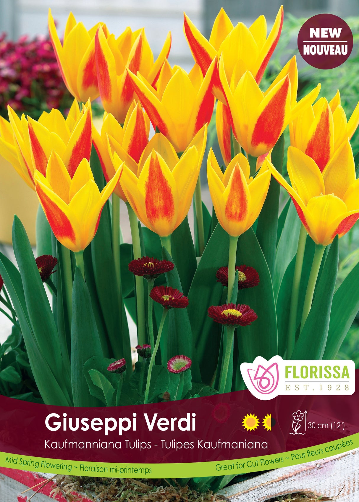Tulip Kaufmanniana - Giuseppi Verdi Bulk
