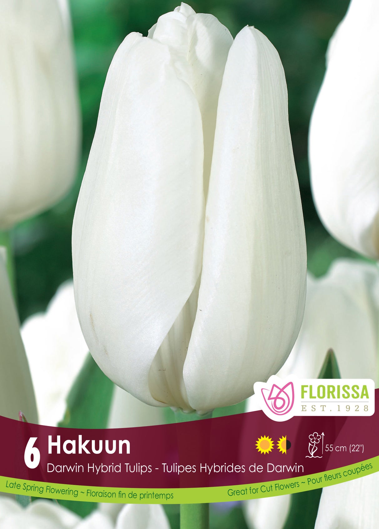 Tulip Darwin Hybrid - Hakuun Retail