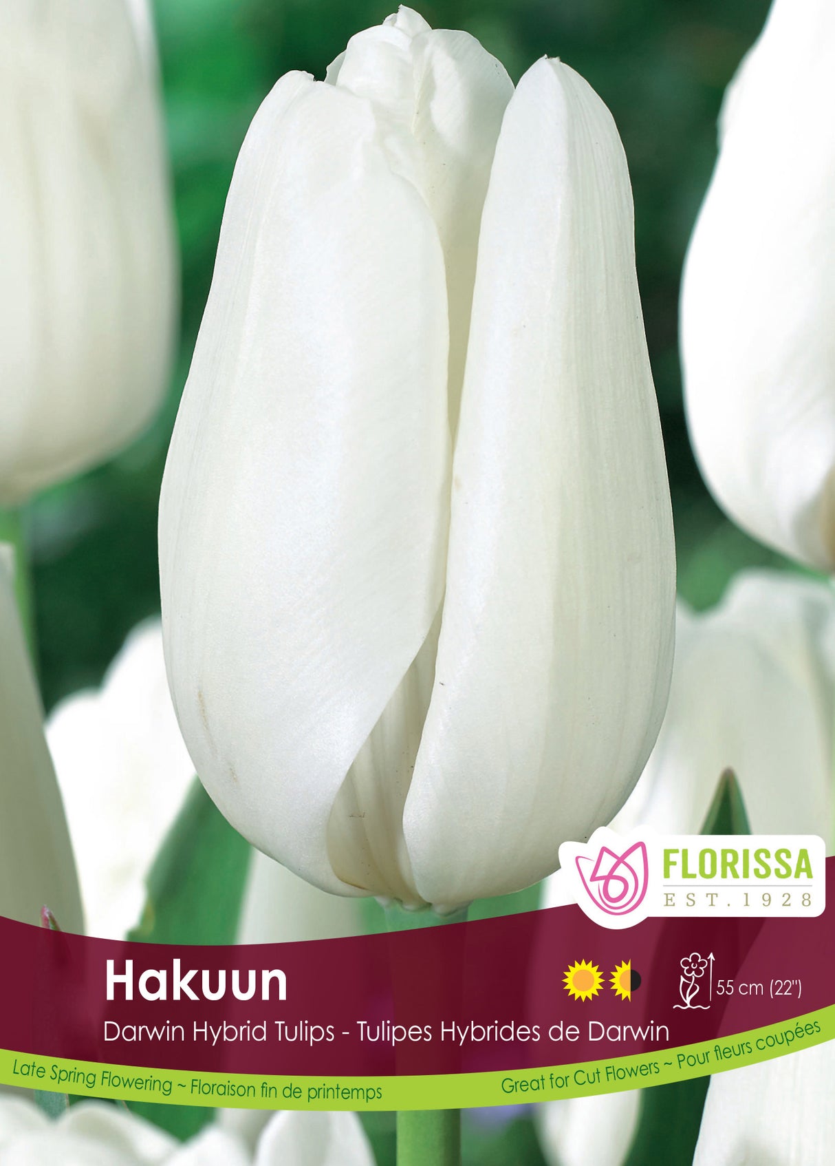 Tulip Darwin Hybrid - Hakuun Bulk