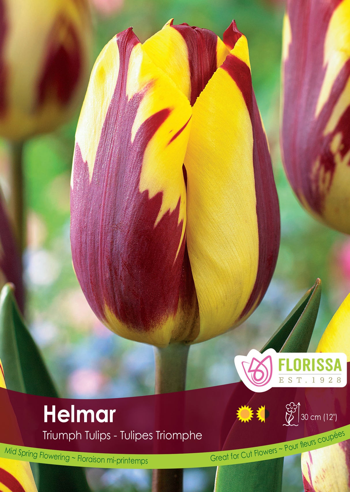 Tulip Triumph - Helmar Bulk