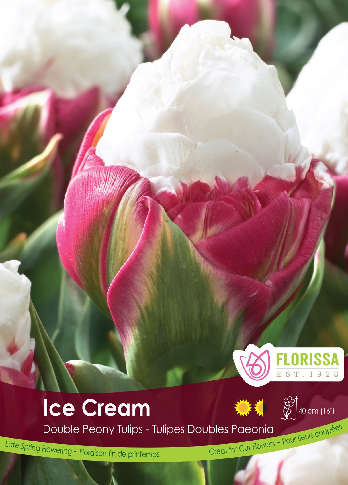Tulip Double Late - Ice Cream Bulk