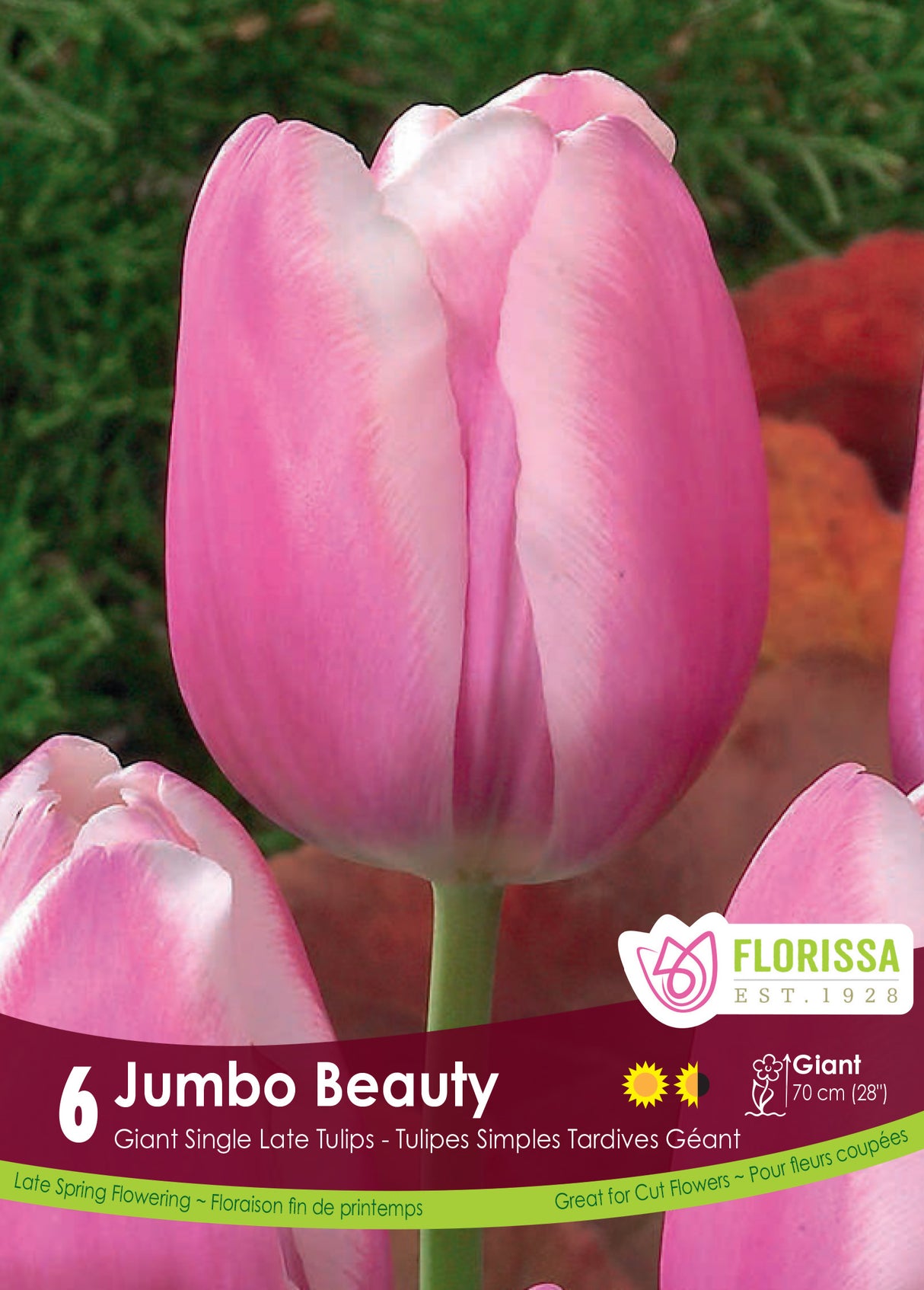 Tulip Single Late - Jumbo Beauty Retail