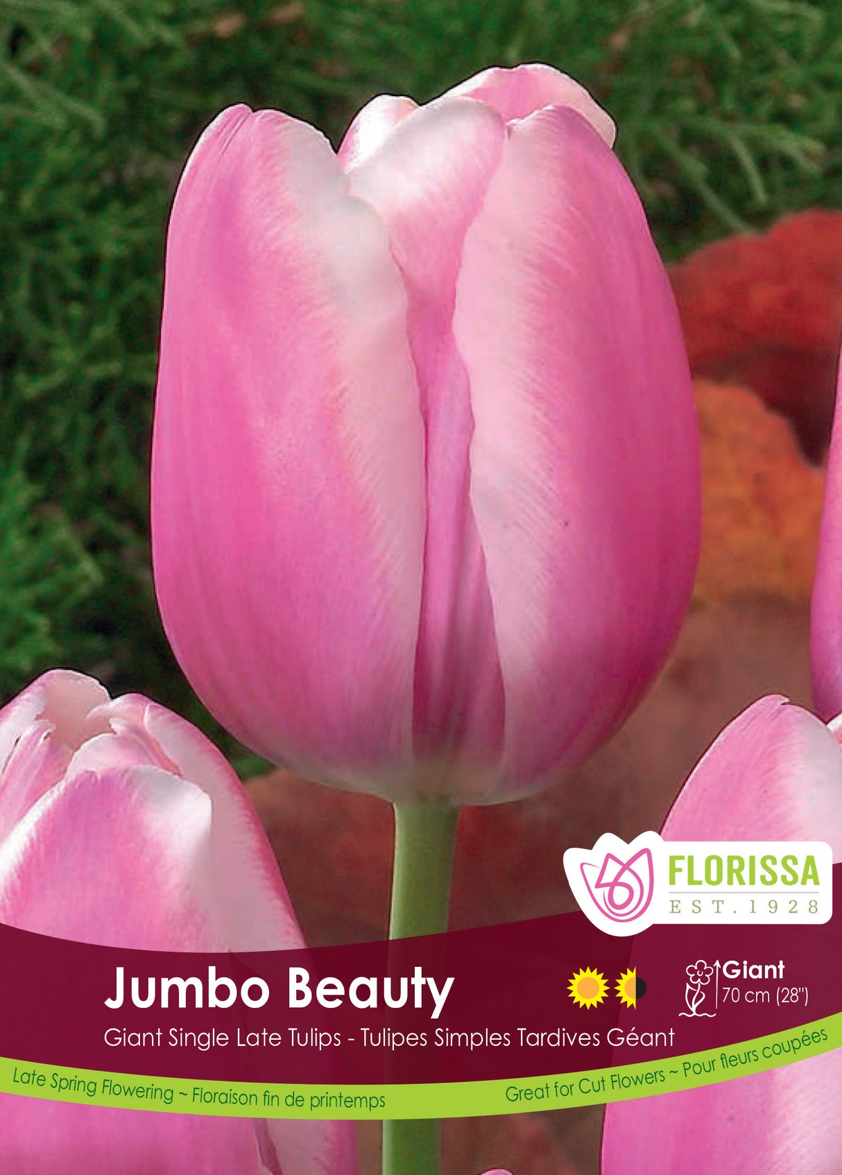 Tulip Single Late - Jumbo Beauty Bulk