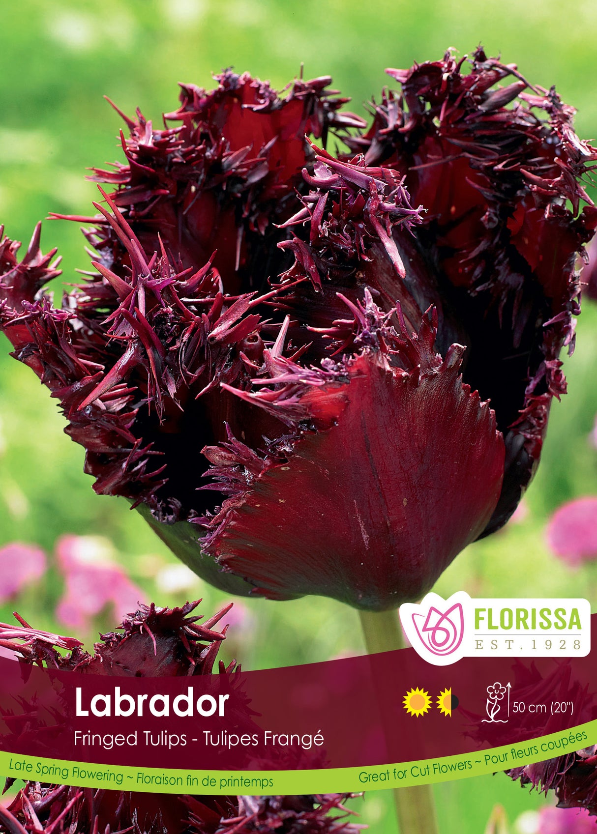 Tulip Fringed - Labrador Bulk