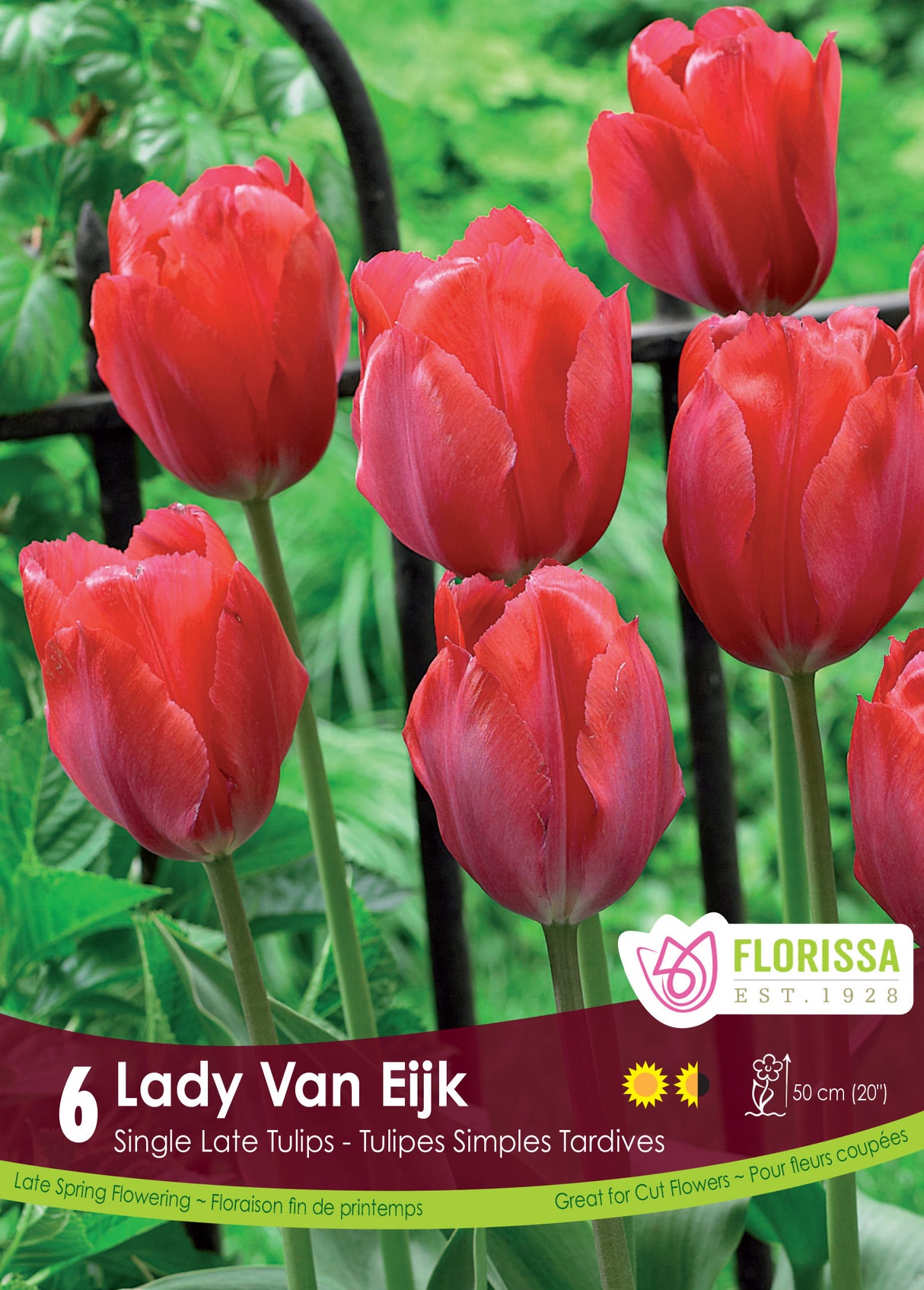 Tulip Darwin Hybrid - Lady Van Eijk Retail