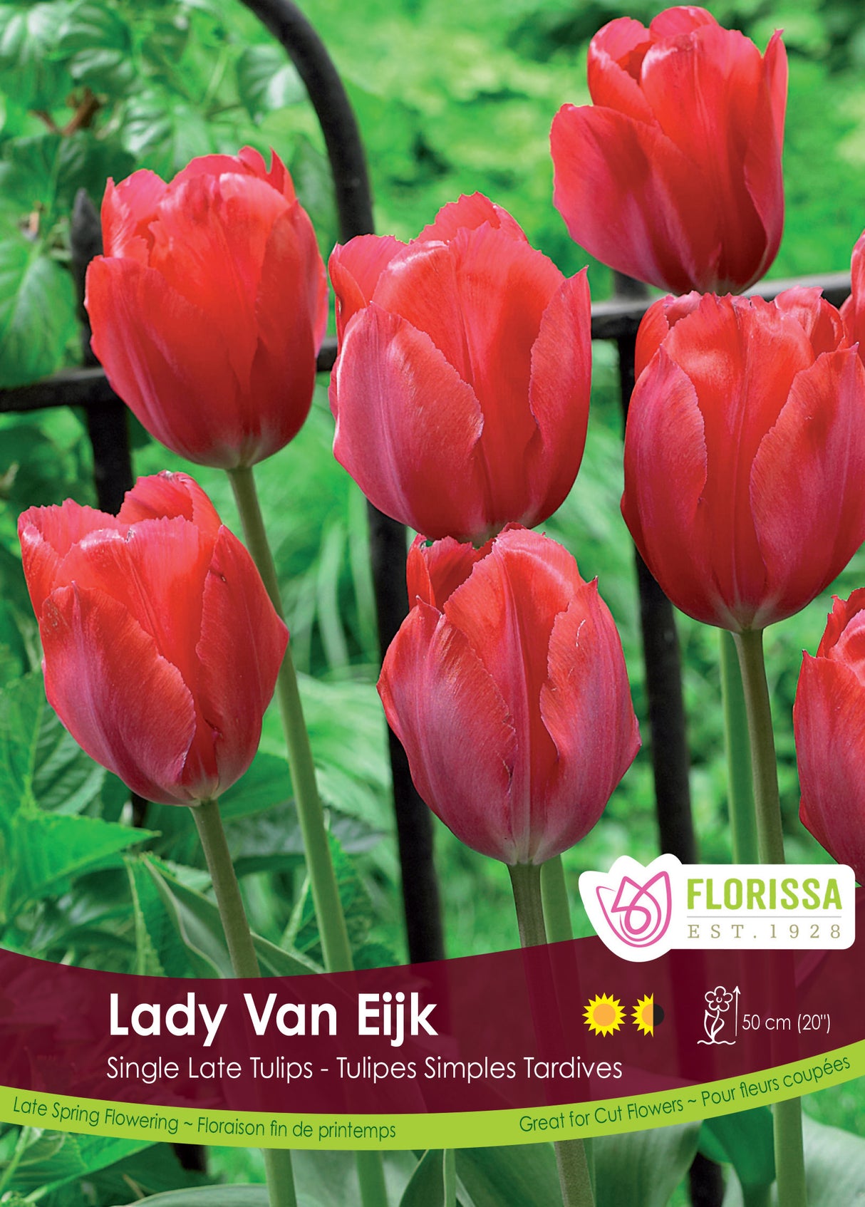 Tulip Darwin Hybrid - Lady Van Eijk Bulk