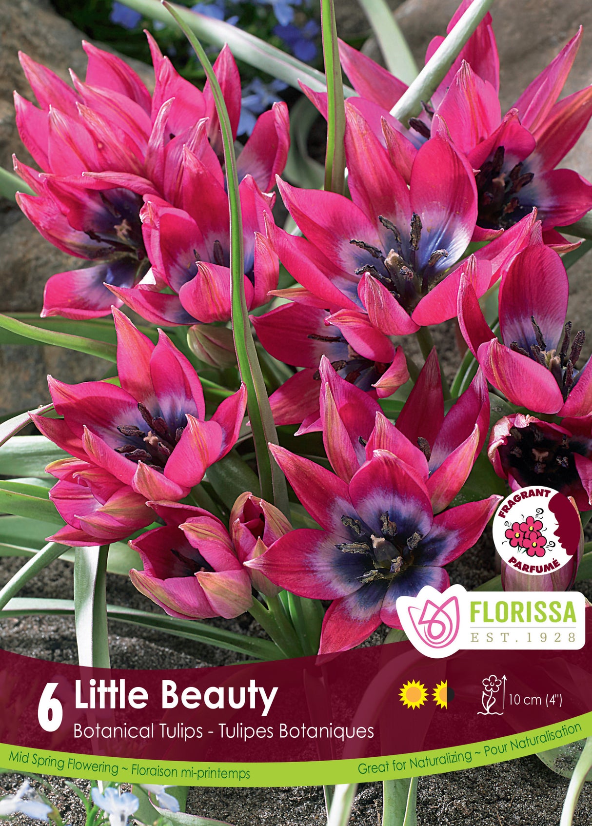 Tulip Botanical - Little Beauty Retail