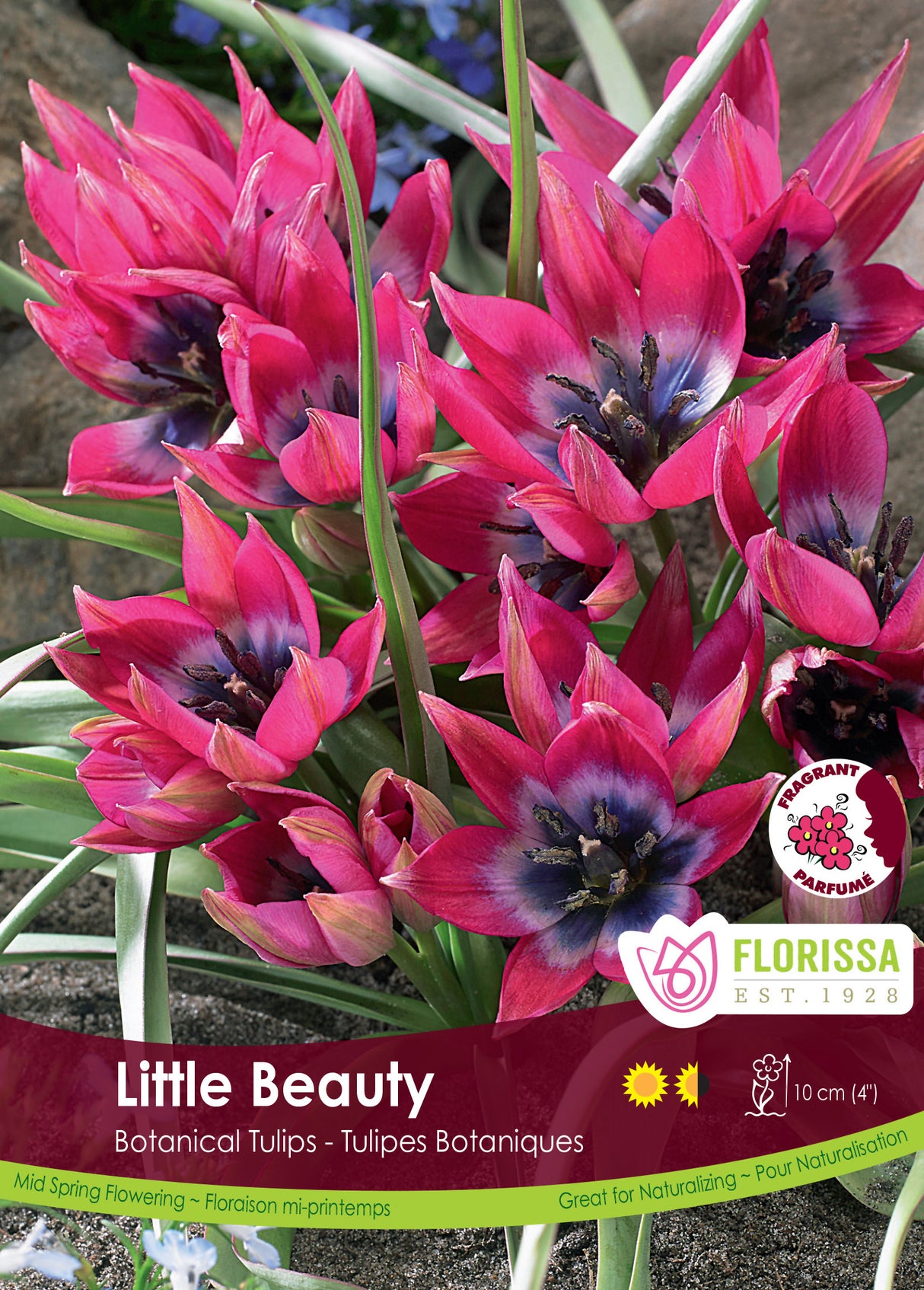 Tulip Botanical - Little Beauty Bulk