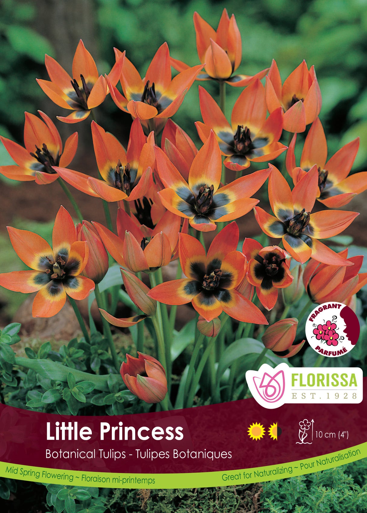 Tulip Botanical - Little Princess Bulk