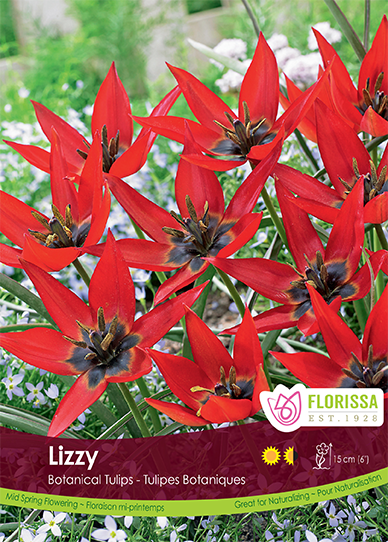 Tulip Botanical - Lizzy Bulk