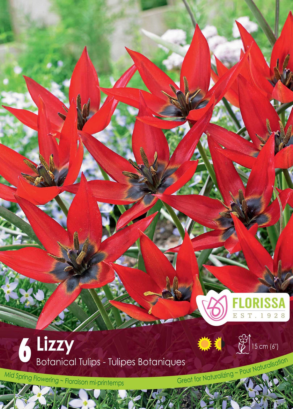 Tulip Botanical - Lizzy Retail