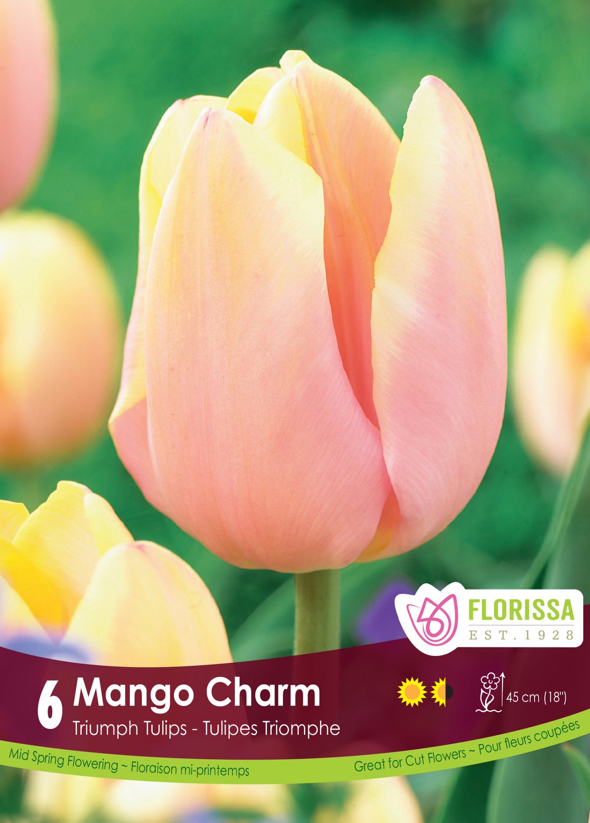 Tulip Triumph - Mango Charm Retail