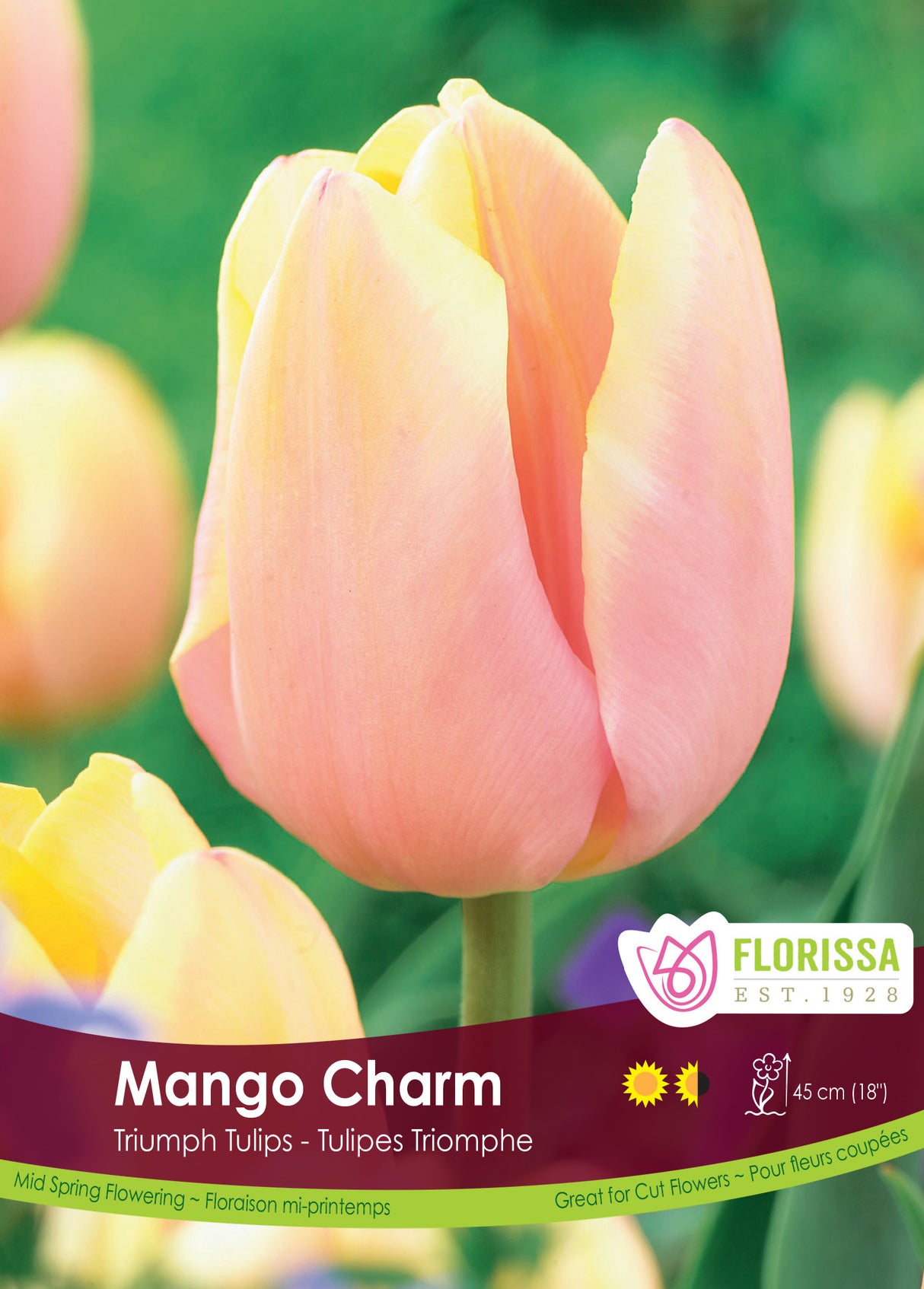Tulip Triumph - Mango Charm Bulk