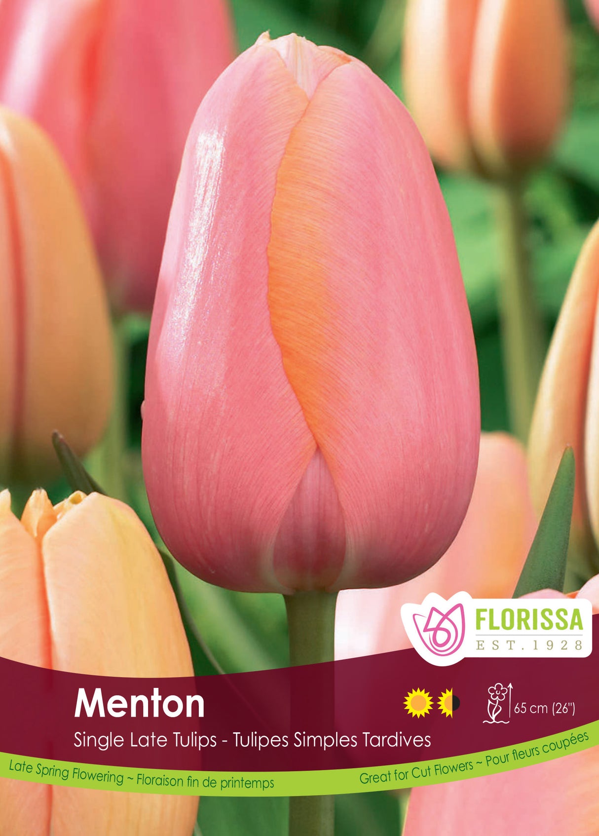 Tulip Single Late - Menton Bulk