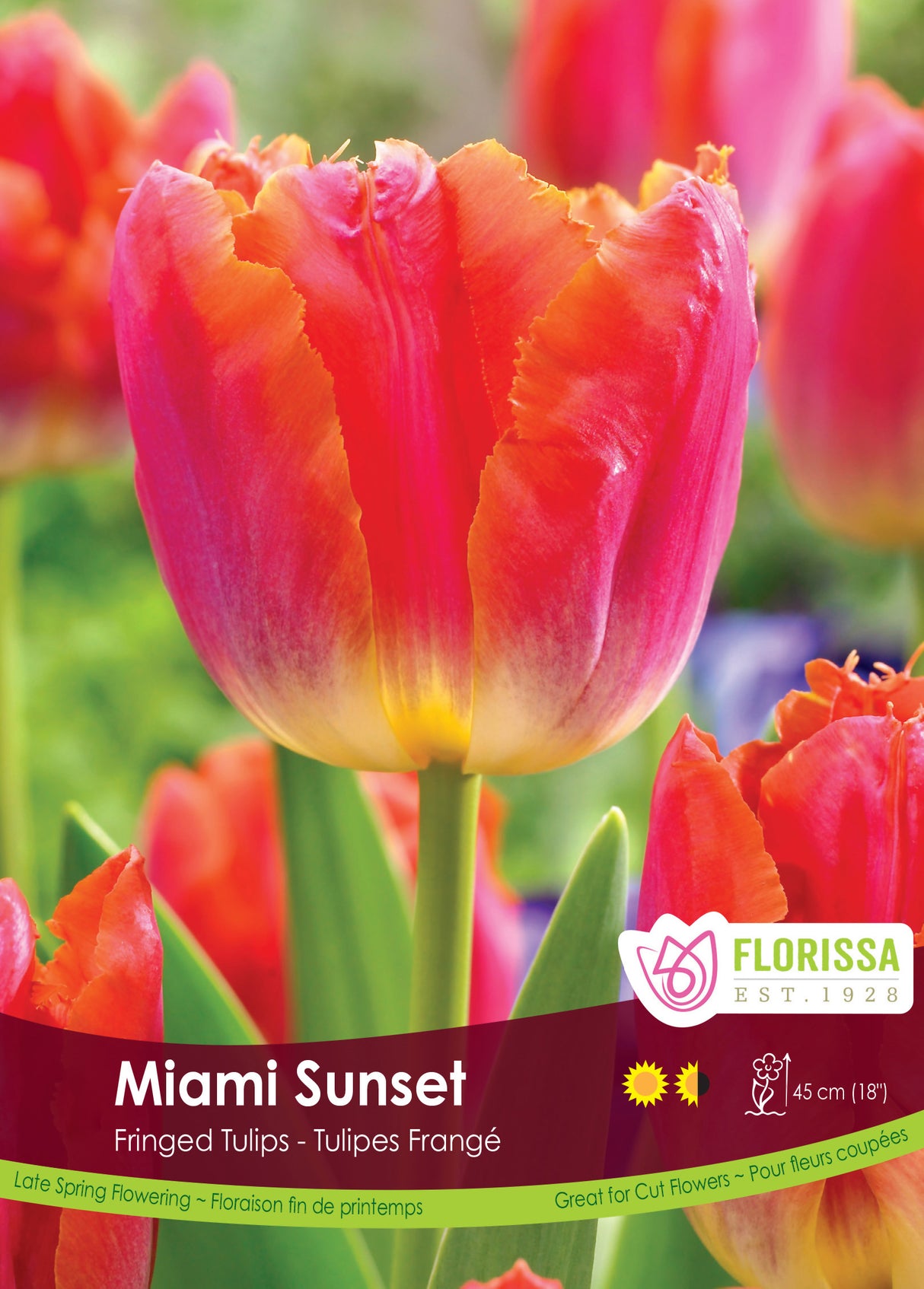 Tulip Fringed - Miami Sunset Bulk
