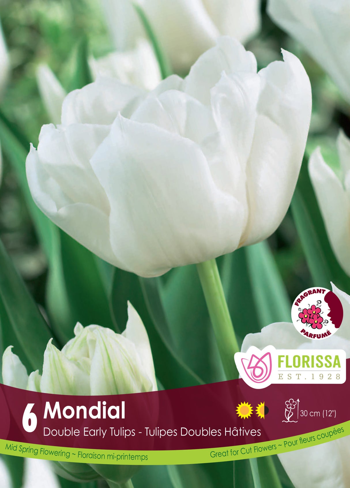Tulip Double Early - Mondial Retail