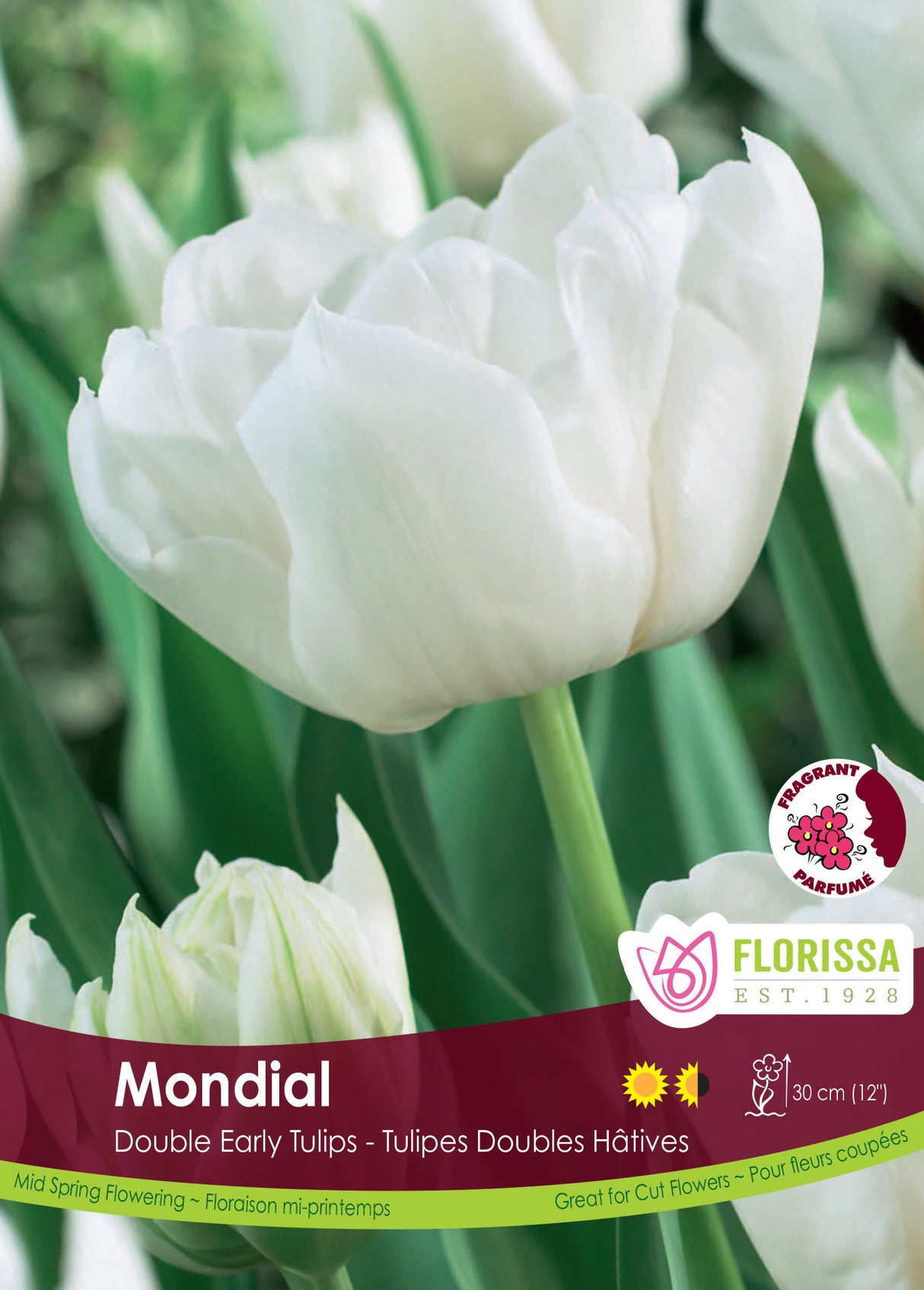 Tulip Double Early - Mondial Bulk