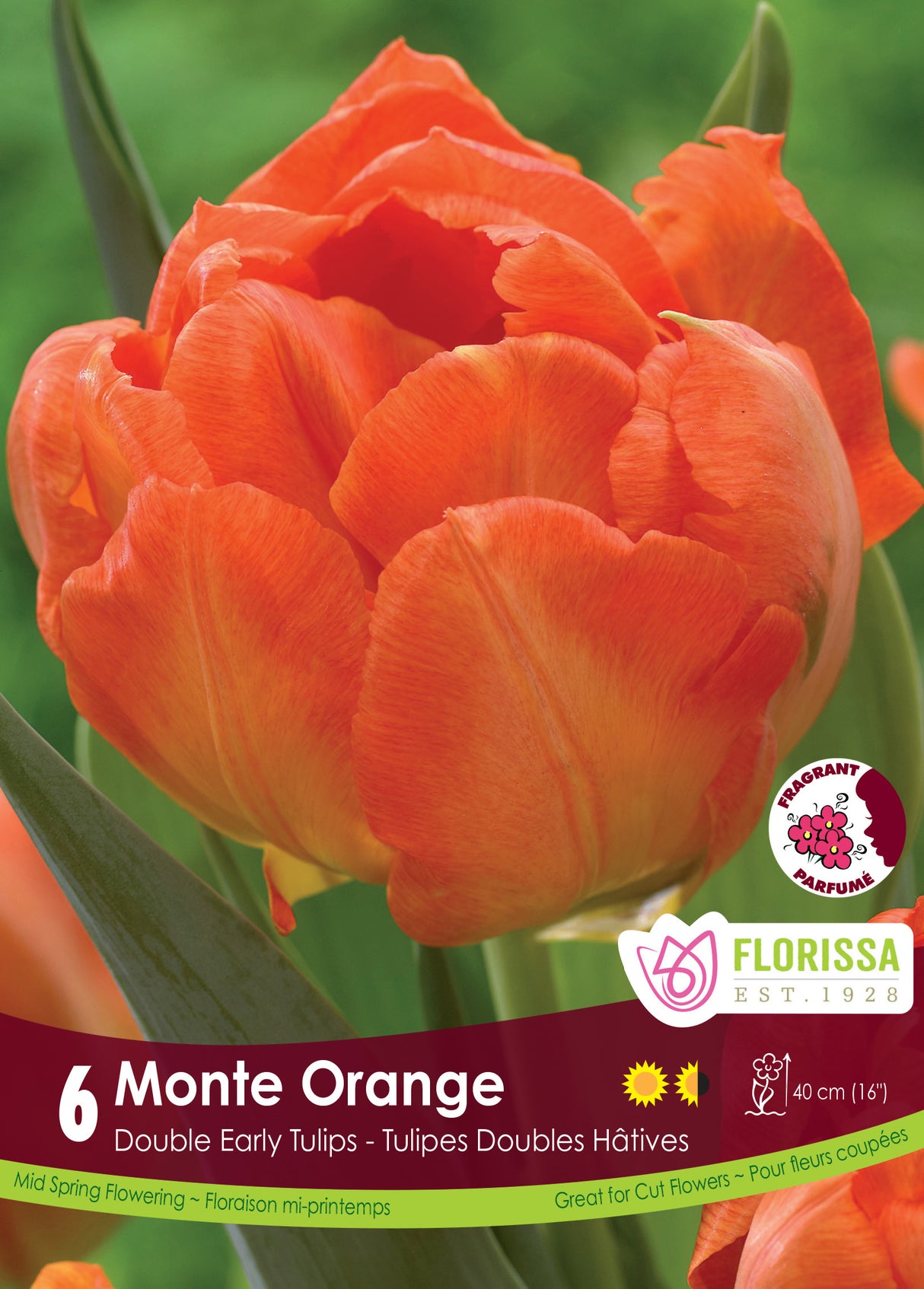 Tulip Double Early - Monte Orange Retail