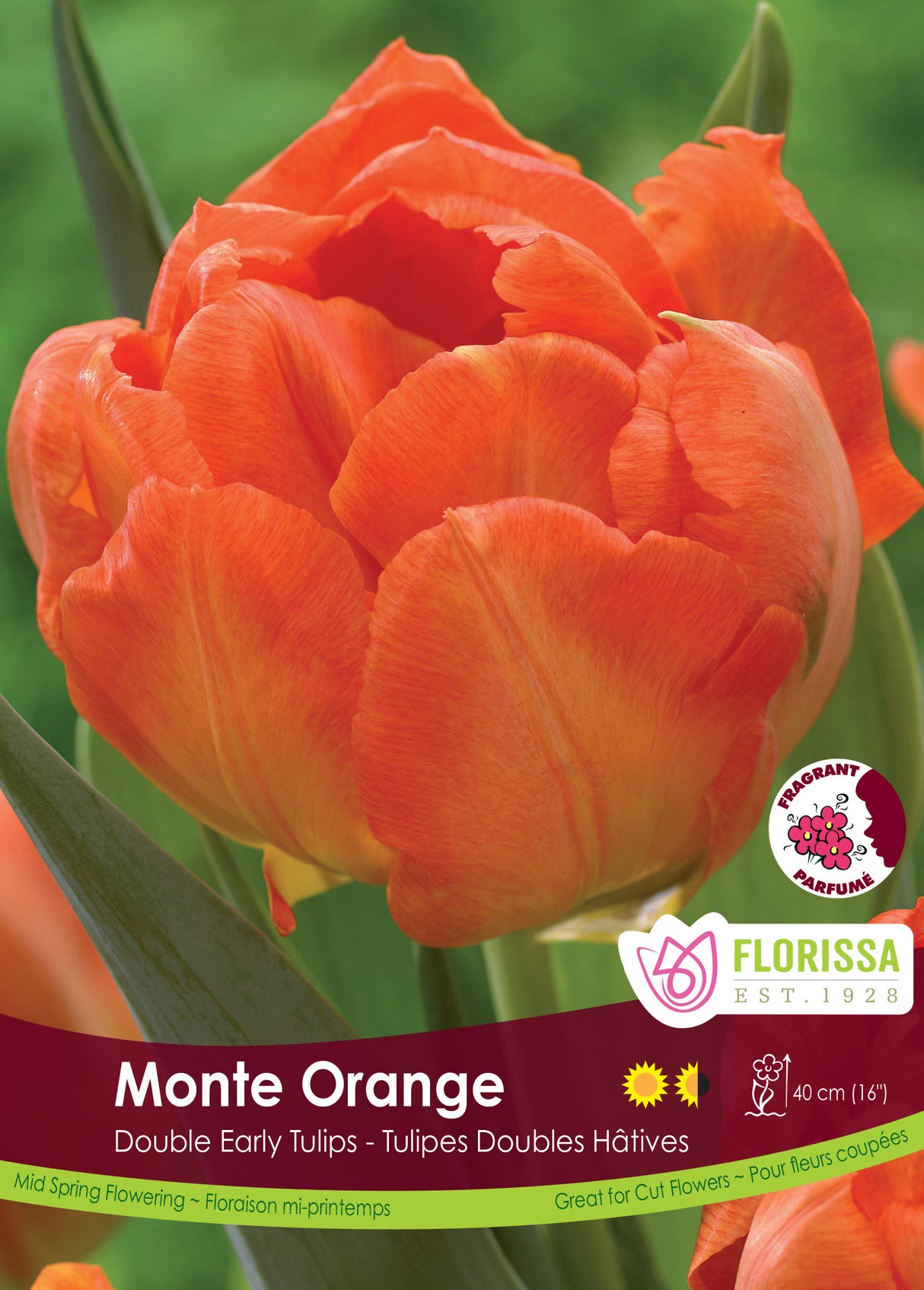 Tulip Double Early - Monte Orange Bulk