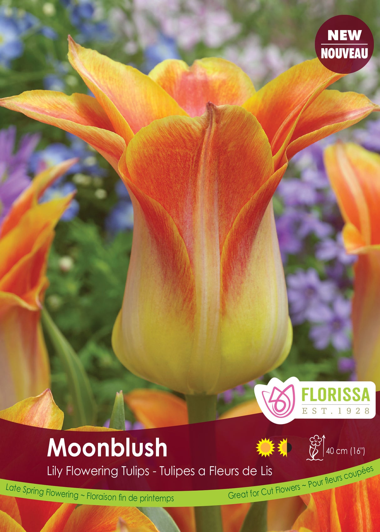 Tulip Lily Flowering - Moonblush Bulk