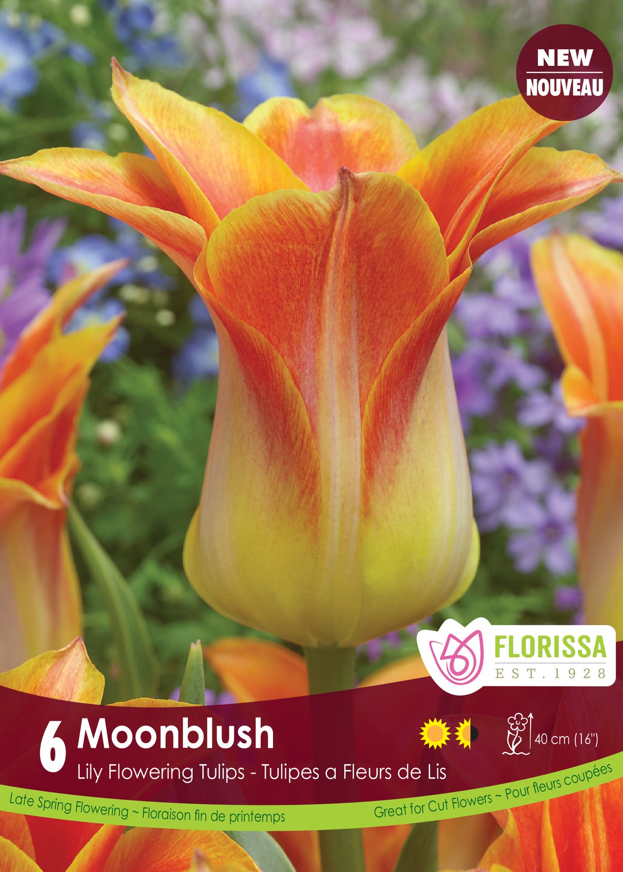 Tulip Lily Flowering - Moonblush Retail