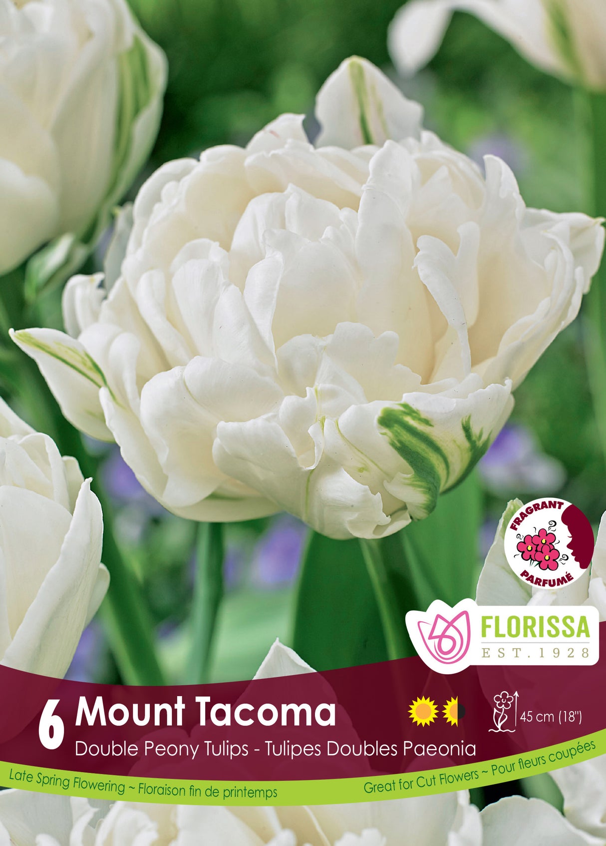 Tulip Double Late - Mount Tacoma Retail