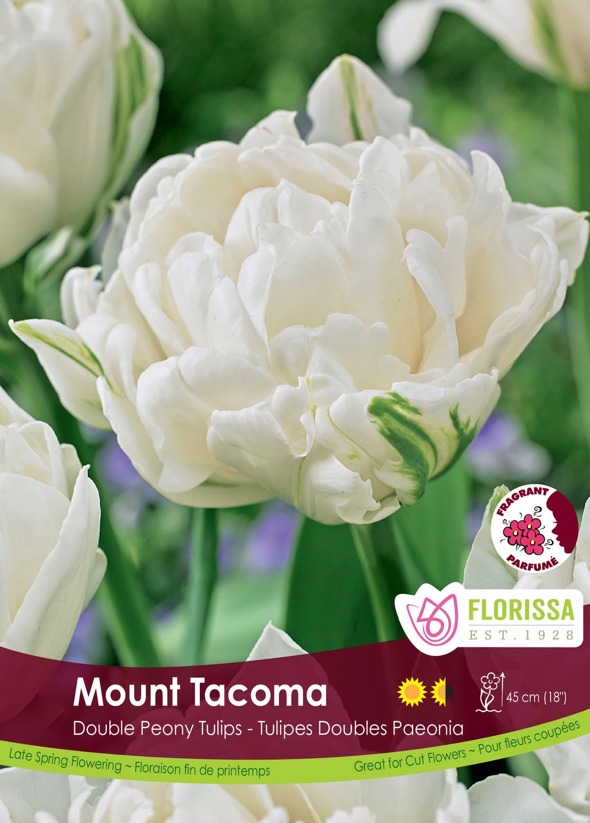 Tulip Double Late - Mount Tacoma Bulk