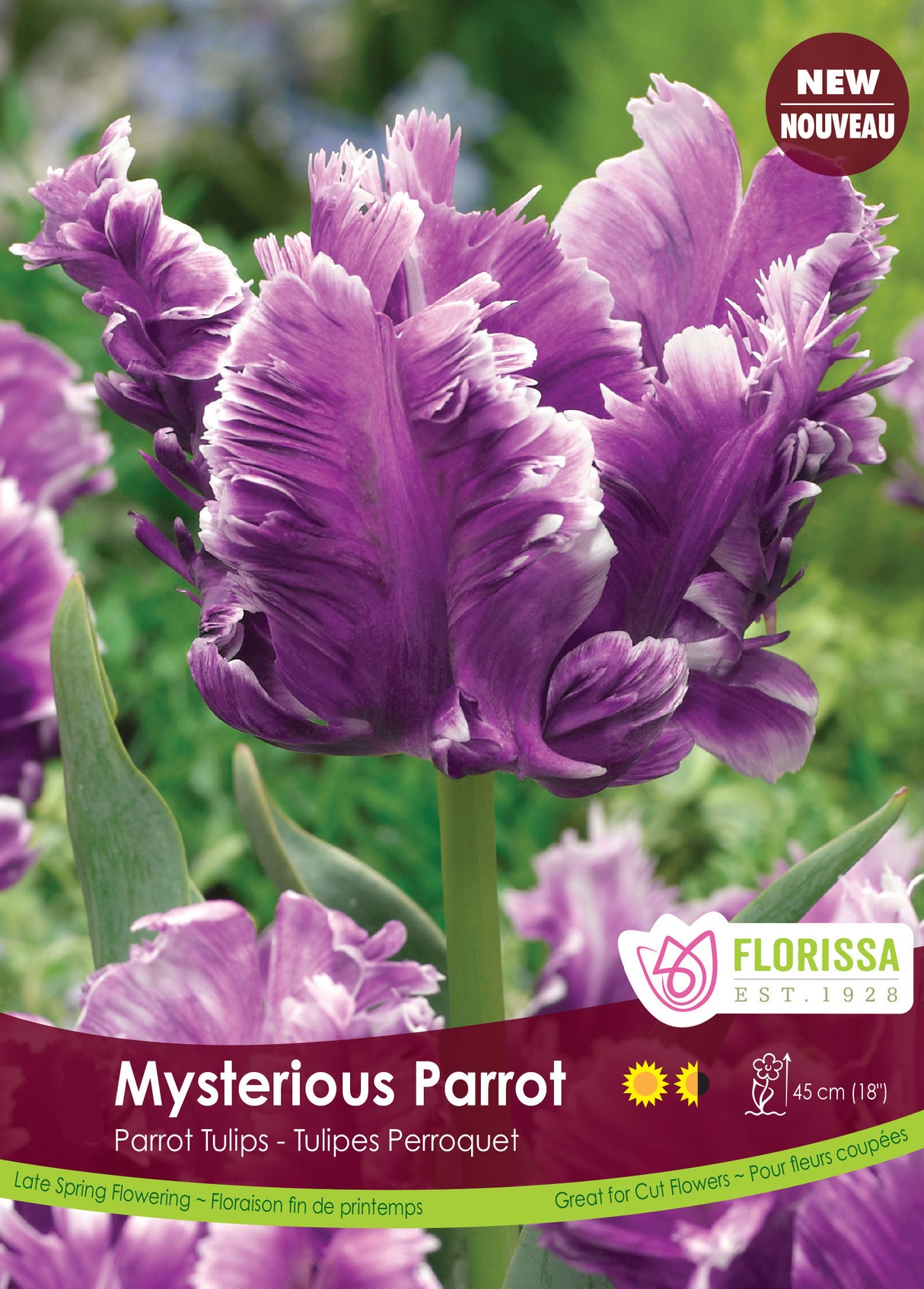 Tulip Parrot - Mysterious Parrot Bulk