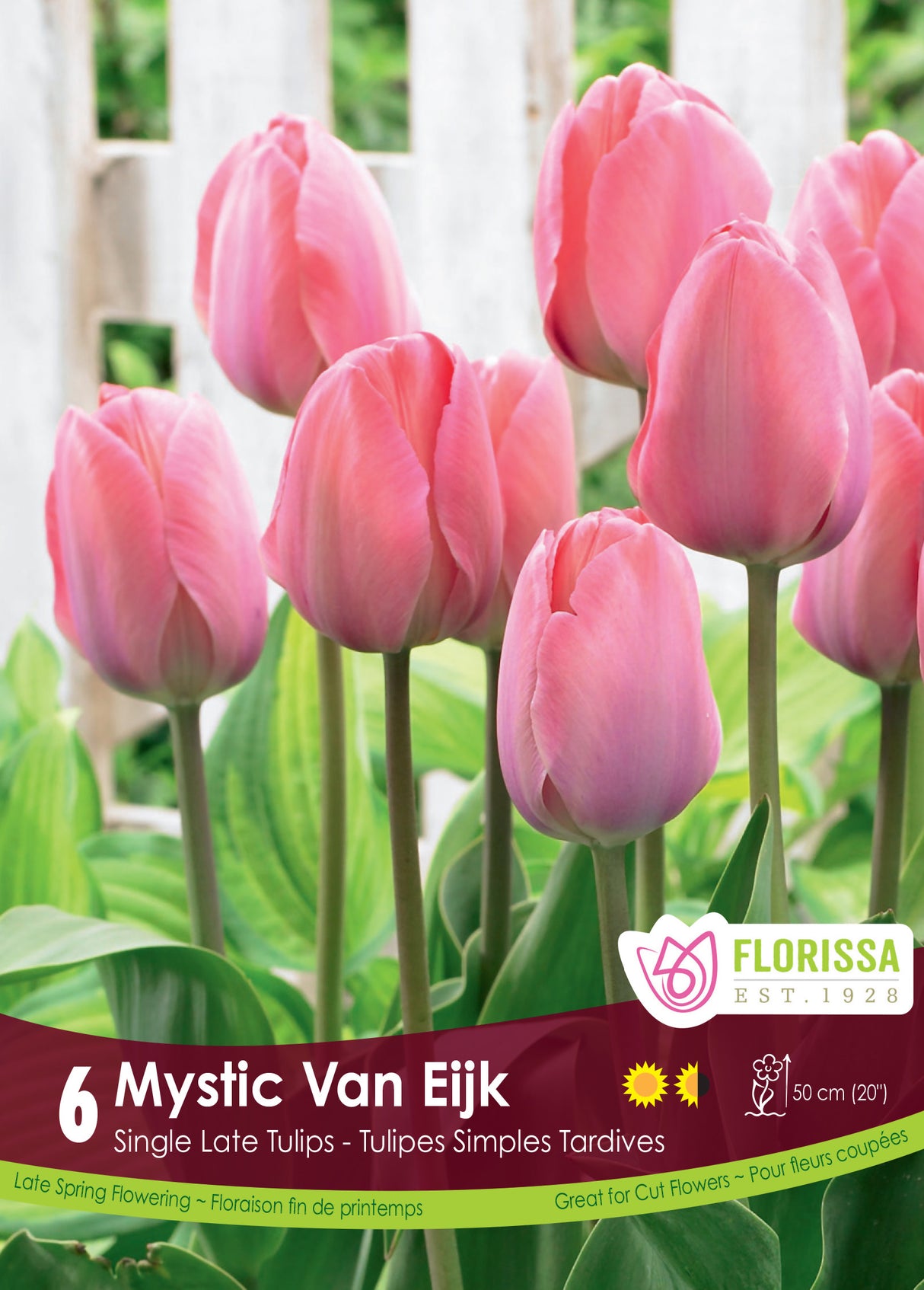 Tulip Darwin Hybrid - Mystic Van Eijk Retail