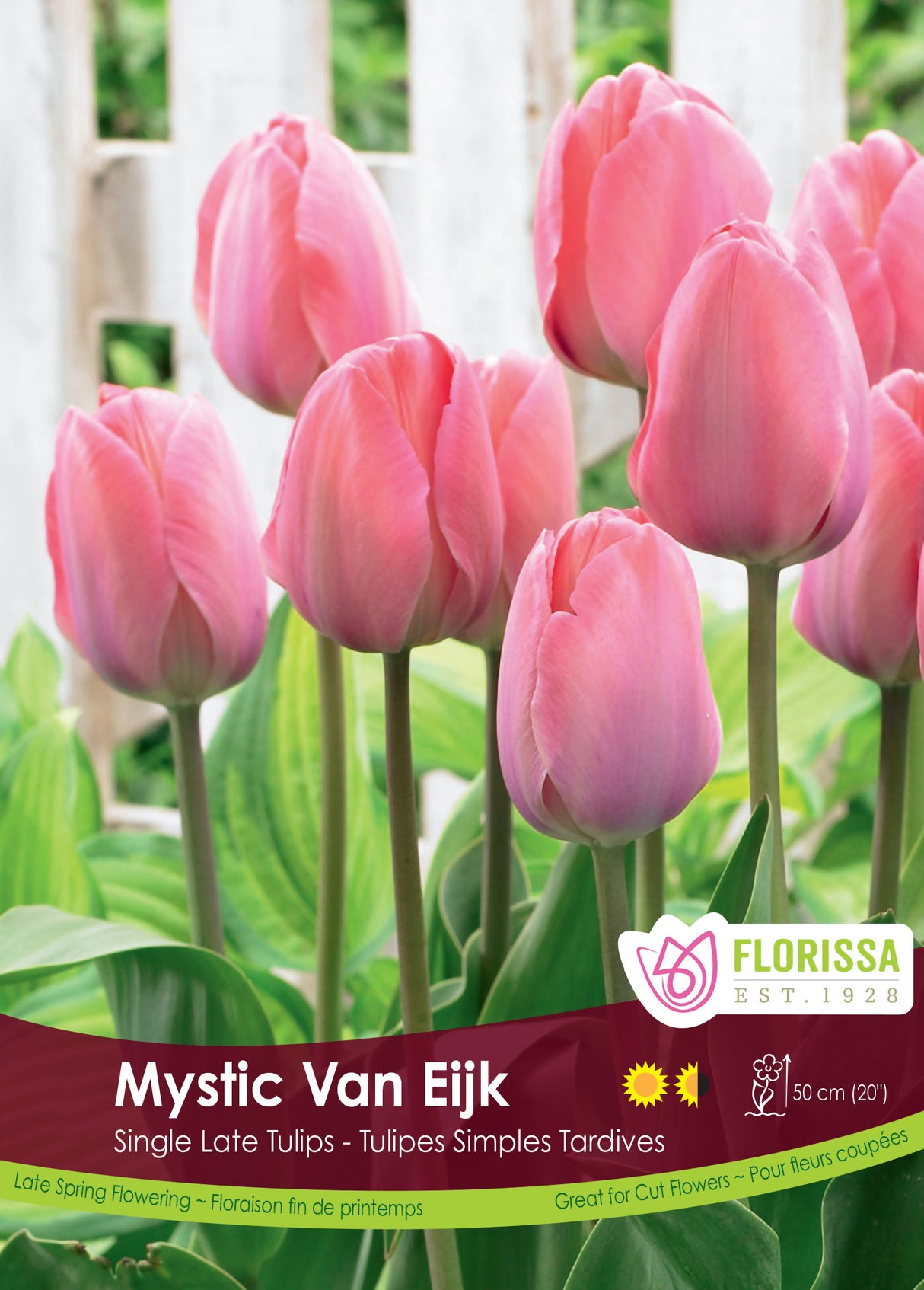 Tulip Darwin Hybrid - Mystic Van Eijk Bulk