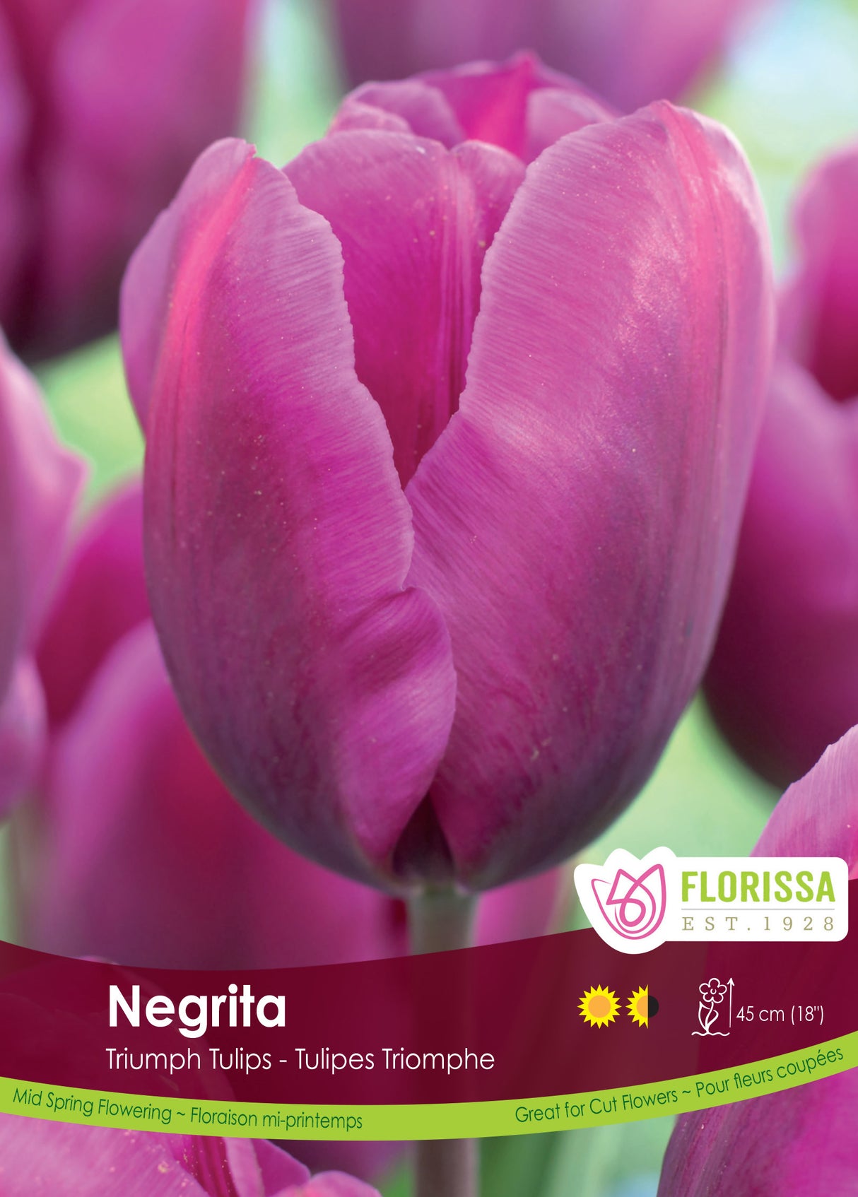 Tulip Triumph - Negrita Bulk