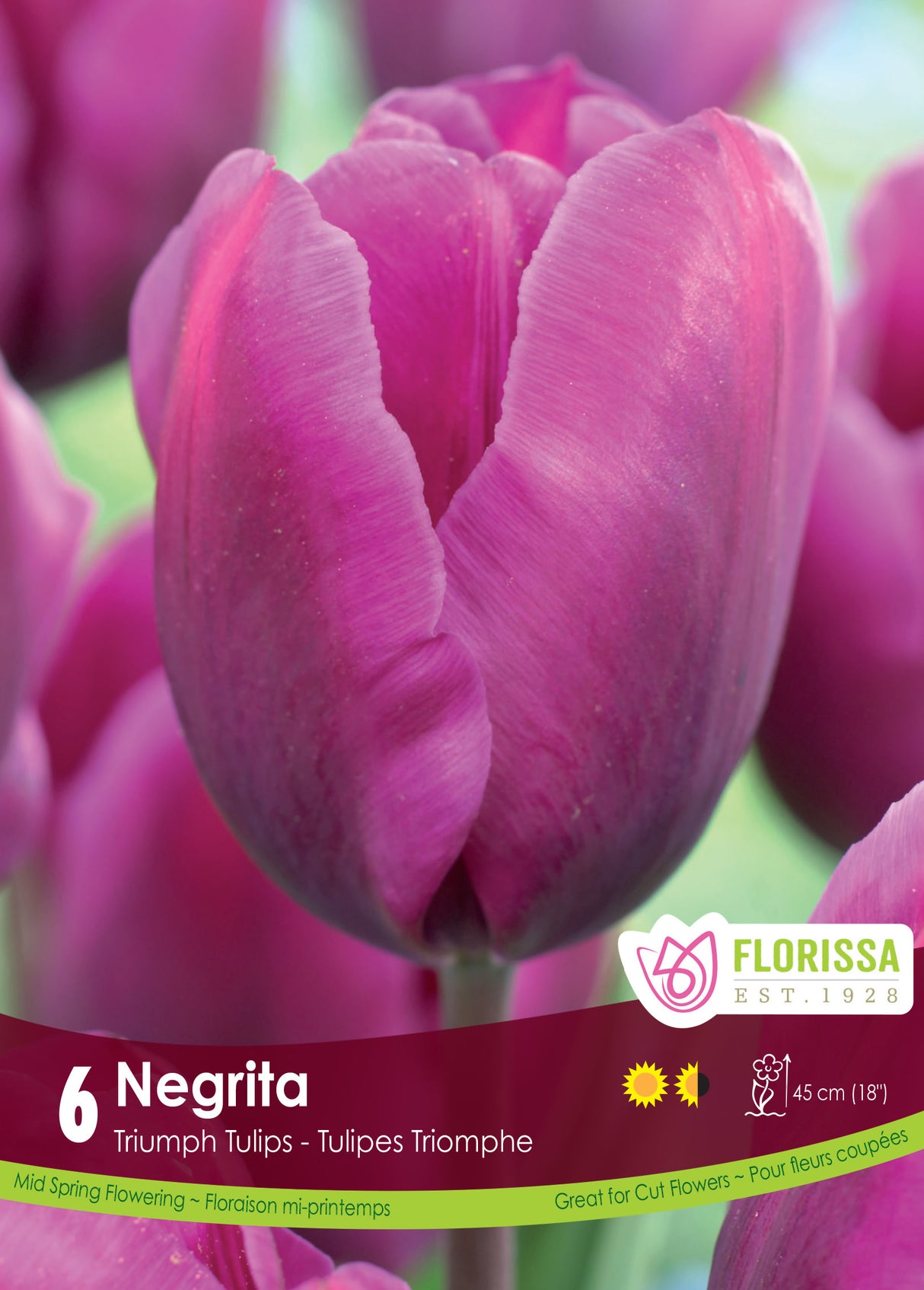 Tulip Triumph - Negrita Retail