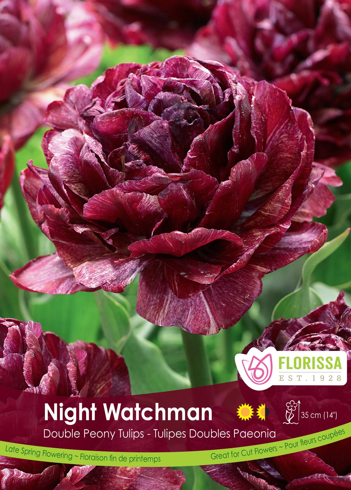 Tulip Double Late - Night Watchman Bulk