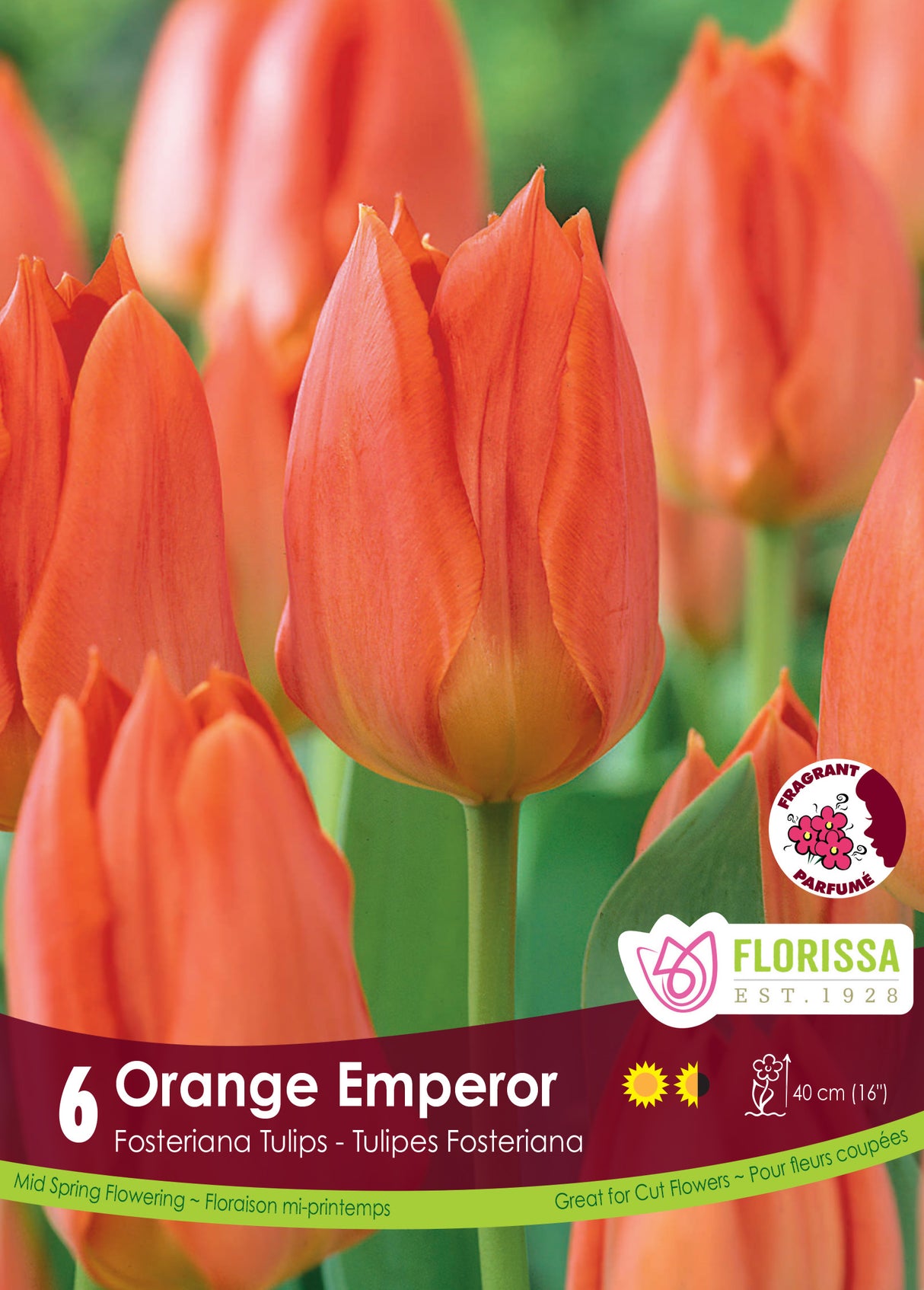 Tulip Fosteriana - Orange Emperor Retail