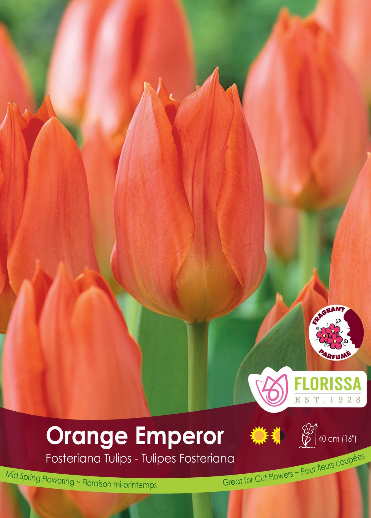 Tulip Fosteriana - Orange Emperor Bulk